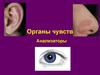 Органы чувств. Анализаторы