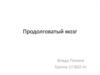 Продолговатый мозг. Черепно-мозговые нервы продолговатого мозга