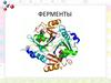 Ферменты, или энзимы. Функции ферментов