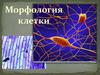 Цитология. Морфология клетки