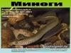 Отряд бесчелюстных. Миноги