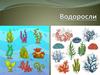 Водоросли. Наука альгология