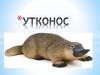Утконос. 7 удивительных фактов об утконосе, живущем в Австралии