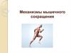 Механизмы мышечного сокращения