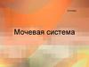 Мочевая система