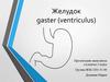 Желудок gaster (ventriculus)
