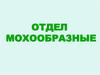 Отдел мохообразные