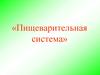 Пищеварительная система