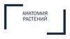 Анатомия растений