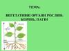 Вегетативні органи рослин: корінь, пагін