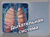 Дыхательная система