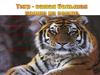Тигр - самая большая кошка на Земле