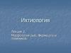Морфология рыб. Форма рта и плавников