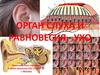 Орган слуха и равновесия - ухо