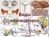 Виды анализаторов
