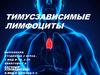 Тимусзависимые лимфоциты