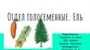 Отдел голосеменные. Ель