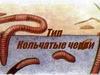 Тип кольчатые черви. Общая характеристика