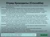 Отряд Крокодилы (Crocodilia)