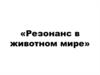 Резонанс в животном мире
