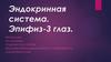 Эндокринная система. Эпифиз-3 глаз