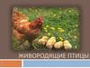 Живородящие птицы
