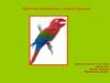 Простые организмы в живой природе