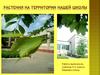 Растения на территории нашей школы