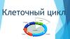 Клеточный цикл