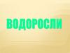 Водоросли. Общая характеристика. Классификация
