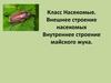 Класс Насекомые. Внешнее строение насекомых. Внутреннее строение майского жука