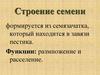 Генеративные органы растения. Строение семени