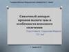 Связочный аппарат органов малого таза и особенности венозного сплетения