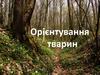 Орієнтування тварин