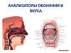 Анализаторы обоняния и вкуса