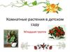 Комнатные растения в детском саду. Младшая группа