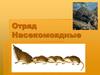 Отряд Насекомоядные