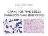 Gram positive cocci. Staphylococci and streptococci