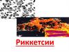 Риккетсиозы. Легионеллез. Возбудители, диагностика, эпидемиология, профилактика