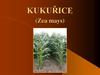 Kukuřice (Zea mays)