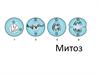Митоз. Завершение митоза
