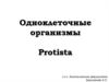 Одноклеточные организмы Protista