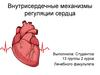 Внутрисердечные механизмы регуляции сердца