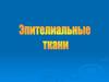 Эпителиальные ткани