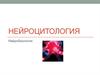 Нейроцитология