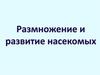 Размножение и развитие насекомых