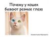 Почему у кошек бывают разные глаза