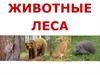 Животные леса