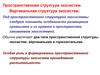 Пространственная структура экосистем. Вертикальная структура экосистем