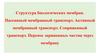 Структура биологических мембран. Пассивный мембранный транспорт. Активный мембранный транспорт. Сопряженный транспорт